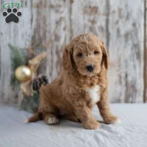 Gina, Mini Goldendoodle Puppy